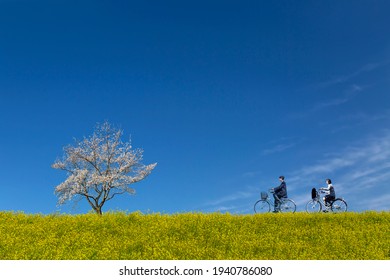 Male And Female High School Students Riding Bicycles On Bank Of Rape Blossoms And Cherry Blossoms. Spring, Admission, Graduation, Going To School, Commuting Image 