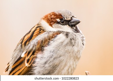 Male or female house sparrow or Passer domesticus is a bird of the sparrow family Passeridae, found in most parts of the world