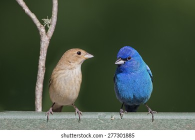 51 Female indigo bunting Images, Stock Photos & Vectors | Shutterstock