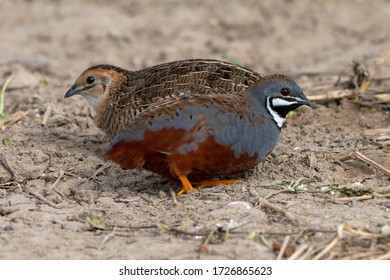 King Quail Images, Stock Photos & Vectors 