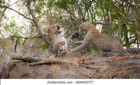 A Male And Female Leopard, Panthera Pardus, Fight With Each Other, Using Their Paws With Bared Teeth.