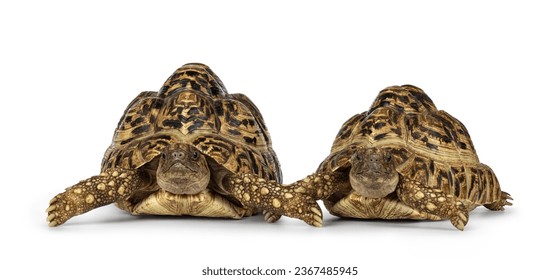 Male and female Leopard Tortoise aka Stigmochelys pardalis, laying down facing front. Looking straight to camera. Isolated on a white background. - Powered by Shutterstock