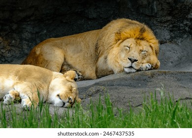 A male and female lion asleep on the rocks in the morning sun with grasses in front - Powered by Shutterstock