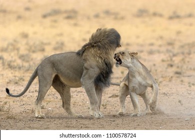 Male And Female Lion Fight