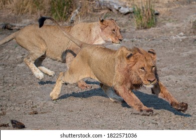 A Male And Female Lion Hunting Buffalo On A Safari In South Africa