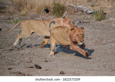 A Male And Female Lion Hunting Buffalo On A Safari In South Africa