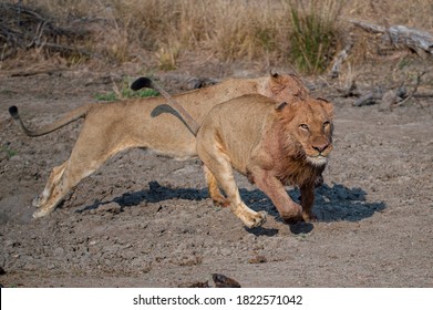 A Male And Female Lion Hunting Buffalo On A Safari In South Africa