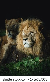 Male And Female Lion Resting