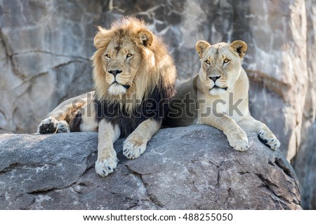 Male and Female Lion Sitting on a Rock
