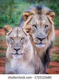 male and female lion pictures