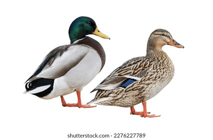 Male and female Mallard Duck (Anas platyrhynchos) isolated on  white background - Powered by Shutterstock