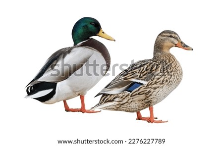 Male and female Mallard Duck (Anas platyrhynchos) isolated on  white background