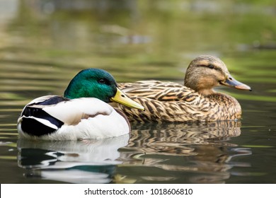 Male and female mallard duck swimming on a pond with green water while looking for food