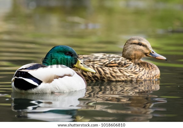 Male Female Mallard Duck Swimming On Stock Photo Edit Now 1018606810