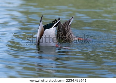 Male and female Mallard ducks (Anas platyrhynchos), diving under water for food with their butt raised up in the air.