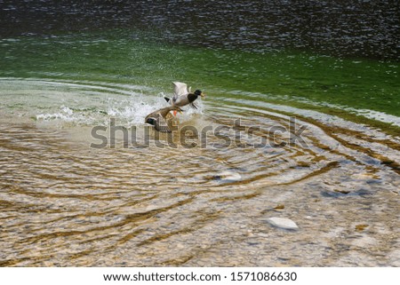 Similar – Low tide? Ocean Surfing