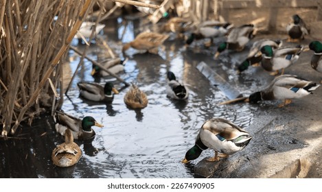 Male and female mallard ducks foraging and swimming on water pond near smallholding fence during daytime in autumn - Powered by Shutterstock