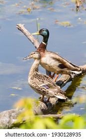 Male And Female Mallard Ducks Perched On A Fallen Tree Limb On A Pond.