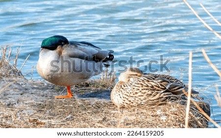 Male and female mallard ducks resting on the shore of a lake. Their heads are buried in their wings, but their eyes are open. The male stands with one leg tucked under him. The female lies down.