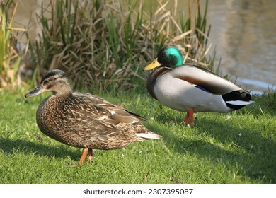 male and female mallard wild duck (Anas platyrhynchos) 