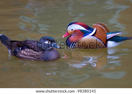 Male and female mandarin ducks (Aix galericulata)