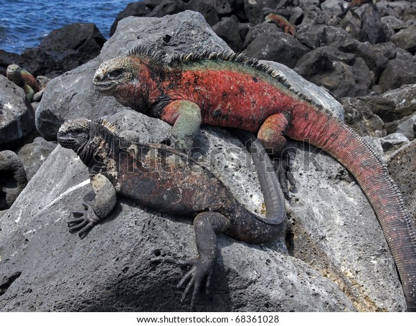 A male and female\
Marine Iguana (Amblyrhynchus cristatus) in the Galapagos Islands\
(Floreana Island)