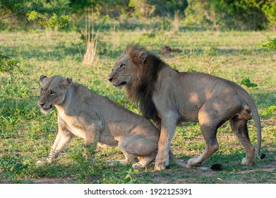 Lions Mating Images Stock Photos Vectors Shutterstock [ 280 x 391 Pixel ]