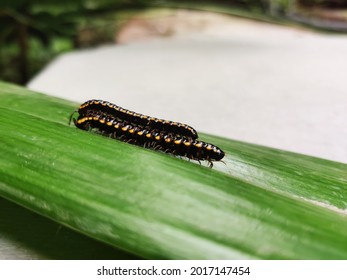 A male and a female millipede. The smaller on the top is the male and is trying to pursue the female by walking rhythmically on it. 