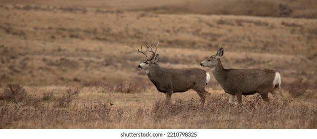 Male Female Mule Deer Together Montana Stock Photo 2210798325 ...