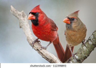 Male And Female Northern Cardinals