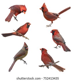 2,587 Male And Female Cardinal Images, Stock Photos, 3D objects ...