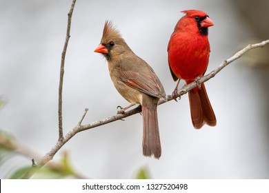 Male And Female Cardinals Images, Stock Photos & Vectors 