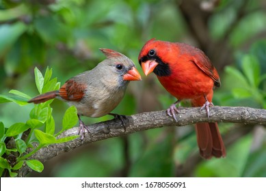 Male and Female Northern Cardinals Perched on Branch of Chinese Fringe Tree