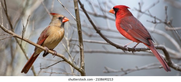 Male and Female Northern Cardinals Perched on Bare Branches During Louisiana Winter