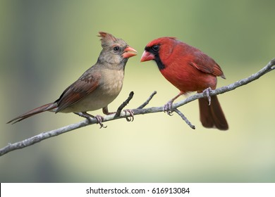 Male Northern Cardinal On Branch Colorful Stock Photo (Edit Now) 708871300