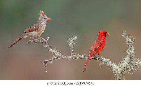 Male And Female Northern Cardinals. Rio Grande Valley, Texas