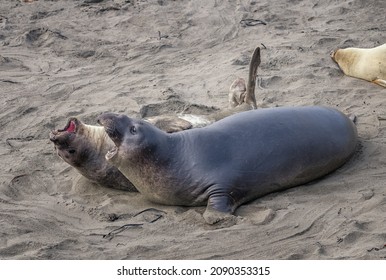 A male and female Northern Elephant Seal (Mirounga angustirostris) have a spat at the Piedras Blancas Rookery in San Simeon, CA.