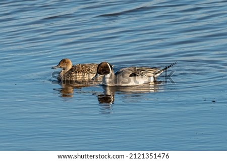 Male and female northern pintail (Anas acuta) swim together, Anglesey, Wales