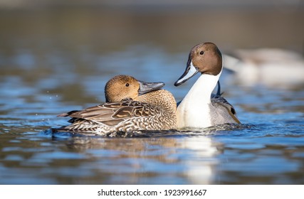 A male and female northern  pintail duck " Anas acuta " show affection for each other before mating.  - Powered by Shutterstock