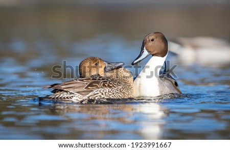A male and female northern  pintail duck 