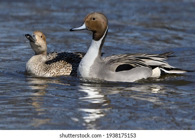 Male and Female Northern Pintail Swimming in River in Spring - Powered by Shutterstock