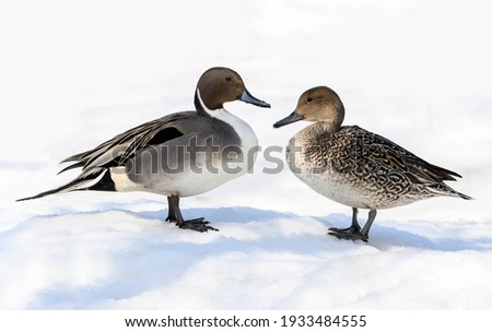 Male and Female Northern Pintails Standing on Snow, Portrait in Winter