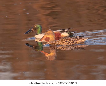 A male and female northern shoveler in the marsh water.