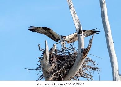 Male And Female Osprey Building A Nest