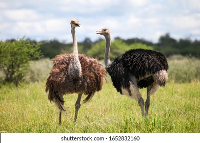 3,158 Male and female ostrich Images, Stock Photos & Vectors | Shutterstock