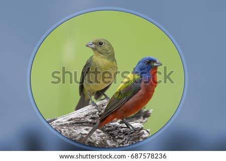 Male and Female Painted Buntings