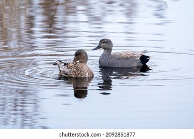 A male and female pair of Gadwall, swimming on a wetlands lake.
