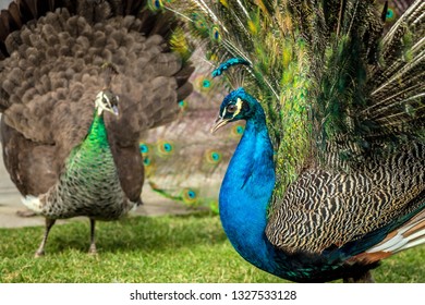 male and female peacock