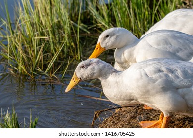 Male And Female Pekin Duck (Anas Platyrhynchos Domesticus) Drinking Water From The Lake At Sunset