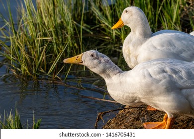 Male And Female Pekin Duck (Anas Platyrhynchos Domesticus) Drinking Water From The Lake At Sunset